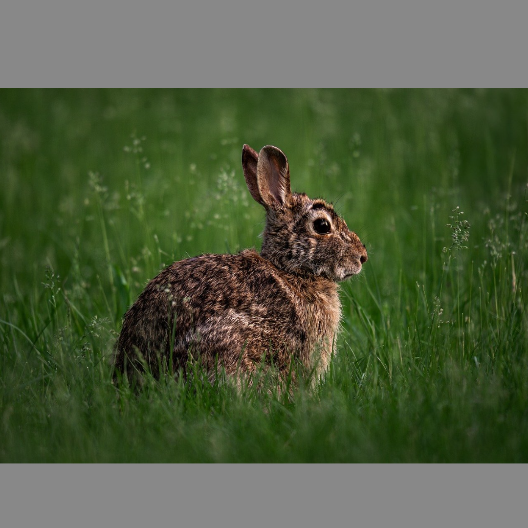 Down the Rabbit Hole of Micro Niches: